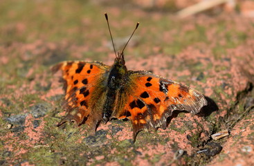Comma butterfly
