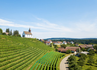  Commune Rheinau with vineyard and Bergkirche St. Nikolaus on the hill top, Canton Zurich, Switzerland