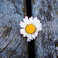 Obraz premium the beautiful white daisies flowers in the garden 