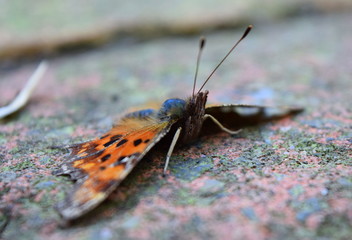 Comma butterfly