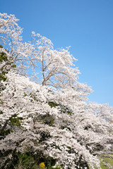 満開の桜