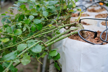 bending flower branch. rose growing in farm. floriculture plantation