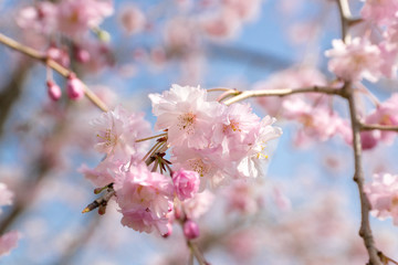 満開の桜