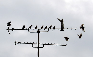 Birds sitting on aerial