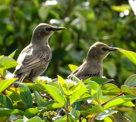Starling