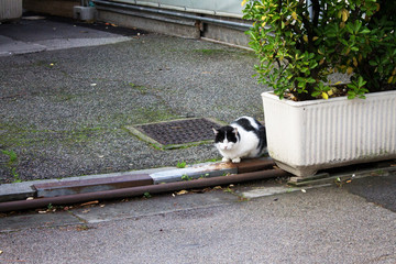 черно-белый кот сидит в засаде - obrazy, fototapety, plakaty
