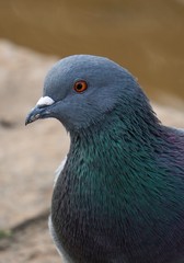 the pigeon bird in the park in the nature
