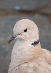 the pigeon bird in the park in the nature