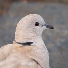 the pigeon bird in the park in the nature