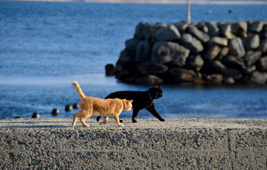 福岡県相島 埠頭を歩く猫たち