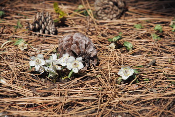 松ぼっくりと節分草