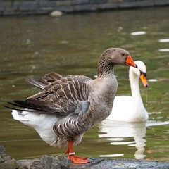 the duck  in the lake in the park in the nature