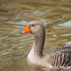the duck  in the lake in the park in the nature