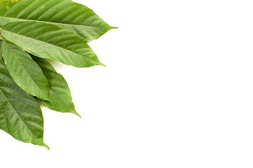 Cacao tree long leaves on white