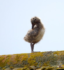 Seagull chick