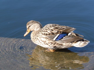 Duck