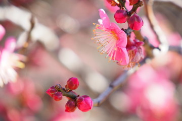 ピンクの梅の花