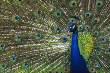 Fototapeta na wymiar A Peacock struts his stuff in Riverbend Park; Jupiter, Florida