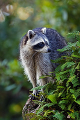 A Raccoon in an oak tree at Greynolds Park in North Miami Beach, Florida
