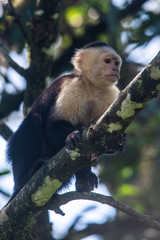 White-headed capuchin monkey (Cebus capucinus) resting in National Park Manuel Antonio - Costa Rica