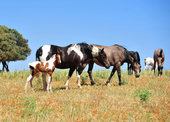 caballos en el campo