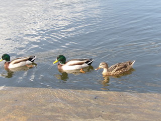 Ducks