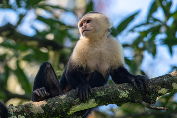 White-headed capuchin monkey (Cebus capucinus) resting in National Park Manuel Antonio - Costa Rica