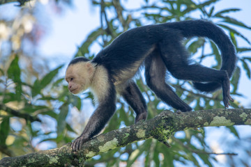 White-headed capuchin monkey (Cebus capucinus) resting in National Park Manuel Antonio - Costa Rica