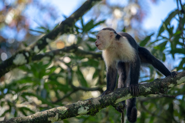 White-headed capuchin monkey (Cebus capucinus) resting in National Park Manuel Antonio - Costa Rica