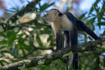 White-headed capuchin monkey (Cebus capucinus) resting in National Park Manuel Antonio - Costa Rica