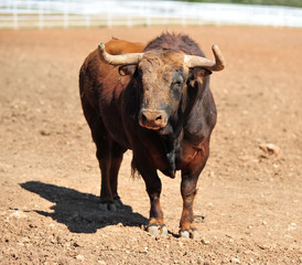 bull in the cattle farm