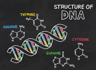 chemical structure of DNA on a blackboard
