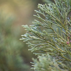 the abstract green tree branches in the nature