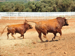 bull in the cattle farm