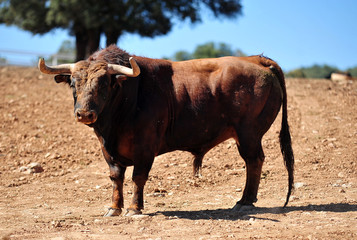 bull in the cattle farm