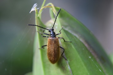 Tetrops praeustus
