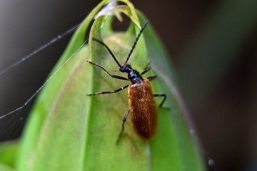 Tetrops praeustus