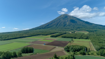 羊蹄山と緑