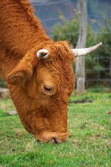 the beautiful brown cow portrait in the mountain