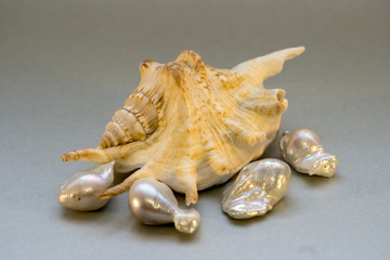 sea shell  pearls