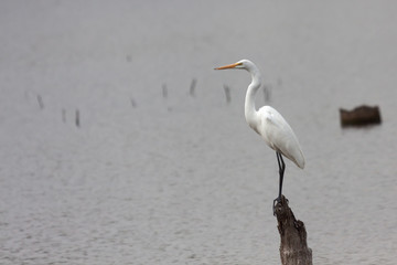 Erget Stands on a Lake Stump