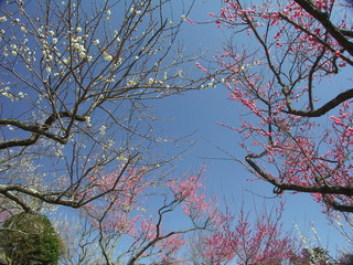 青空と梅の花