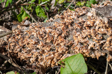 Fungus/Lichen growths