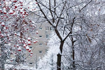 Weather, winter in the city. Trees and bunches of red rowan in the snow