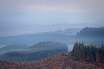 Forest in morning mist, Scottish Highlands