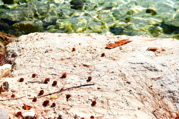caribe