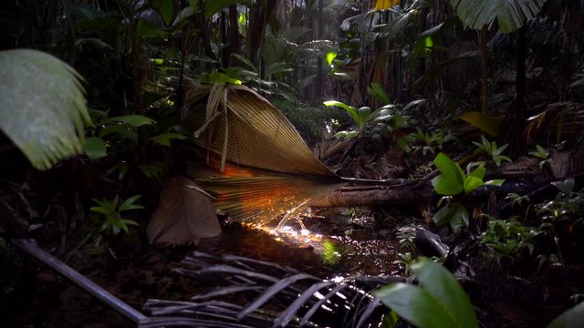 For&ecirc;t tropicale de la Vall&eacute;e de Mai sur l'&icirc;le de Praslin, Seychelles