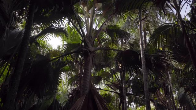 Vall&eacute;e de Mai, Praslin, Seychelles