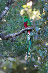 Resplendent Quetzal, Pharomachrus mocinno, from Savegre in Costa Rica with blurred green forest in background. Magnificent sacred green and red bird