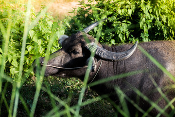 Buffalo have eat grass in the forest.